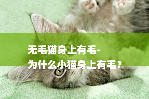 無毛貓身上有毛-
為什么小貓身上有毛？
