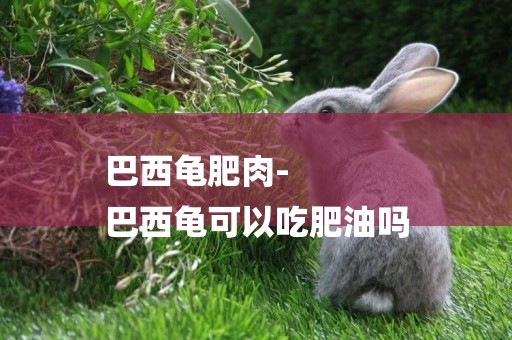 巴西龜肥肉-
巴西龜可以吃肥油嗎