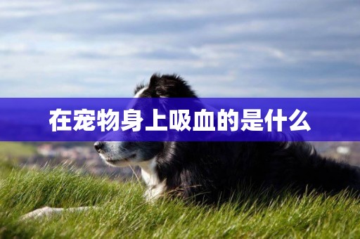 在寵物身上吸血的是什么