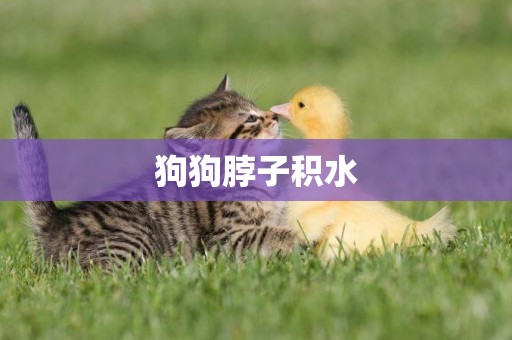 狗狗脖子積水