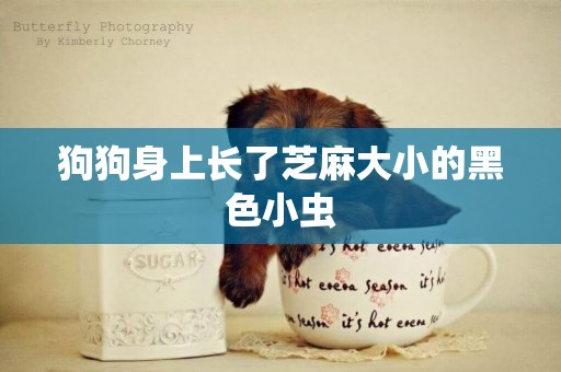 狗狗身上長了芝麻大小的黑色小蟲