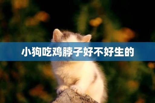 小狗吃雞脖子好不好生的