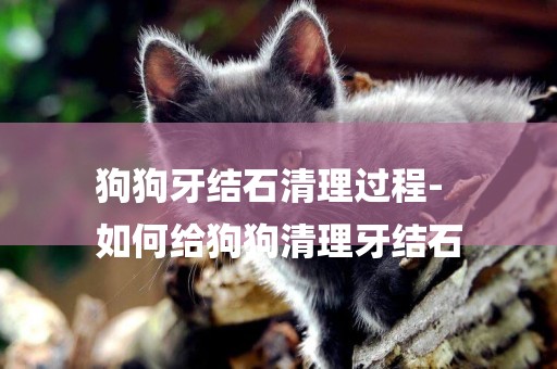 狗狗牙結石清理過程-
如何給狗狗清理牙結石
