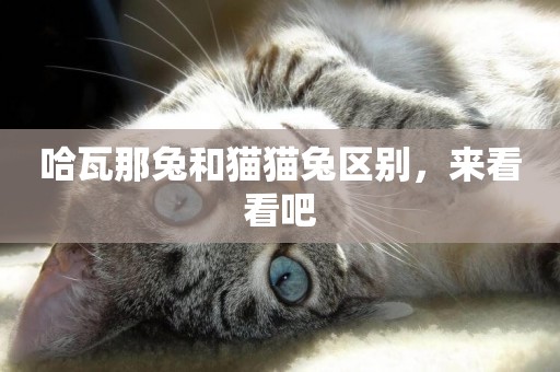 哈瓦那兔和貓貓兔區別，來看看吧