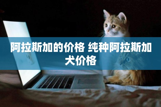 阿拉斯加的價格 純種阿拉斯加犬價格