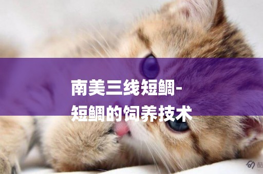 南美三線短鯛-
短鯛的飼養技術
