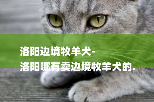 洛陽邊境牧羊犬-
洛陽哪有賣邊境牧羊犬的.