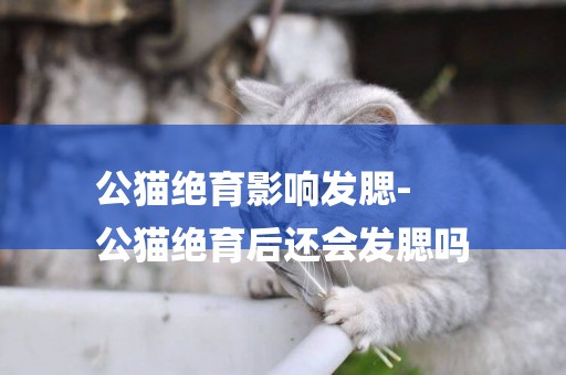 公貓絕育影響發腮-
公貓絕育后還會發腮嗎
