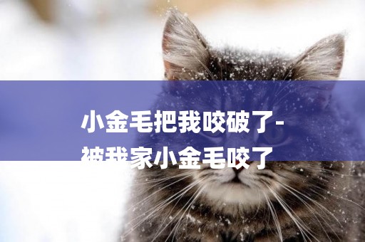 小金毛把我咬破了-
被我家小金毛咬了