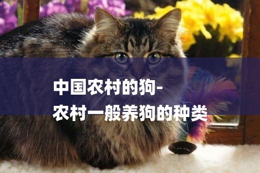 中國農村的狗-
農村一般養狗的種類