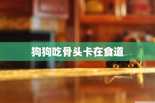狗狗吃骨頭卡在食道