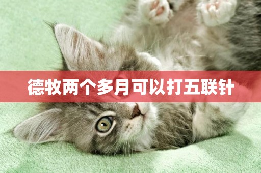 德牧兩個多月可以打五聯針