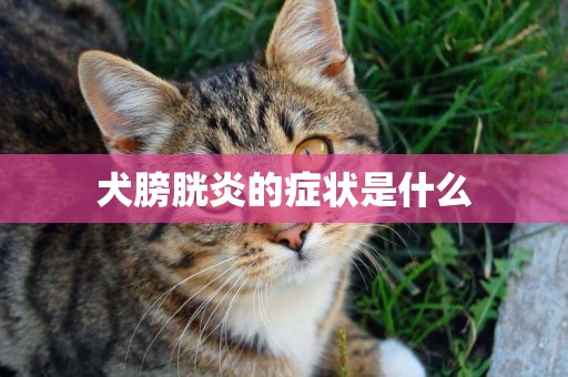 犬膀胱炎的癥狀是什么