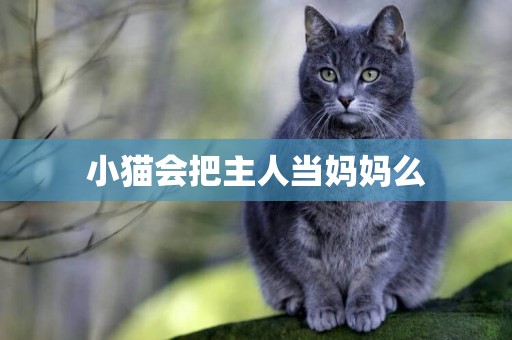 小貓會把主人當媽媽么