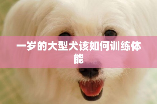 一歲的大型犬該如何訓練體能