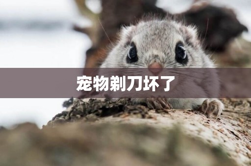寵物剃刀壞了