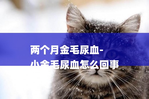 兩個月金毛尿血-
小金毛尿血怎么回事