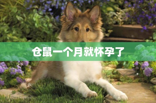倉鼠一個月就懷孕了