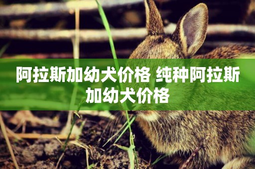 阿拉斯加幼犬價格 純種阿拉斯加幼犬價格