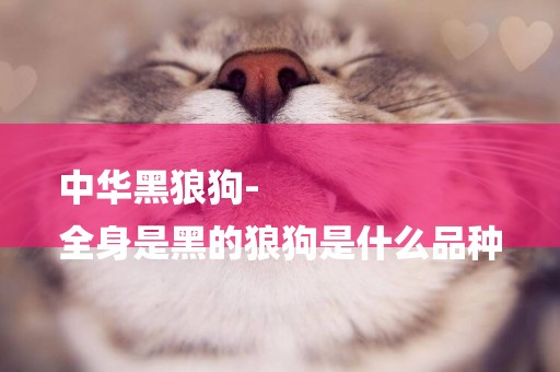 中華黑狼狗-
全身是黑的狼狗是什么品種