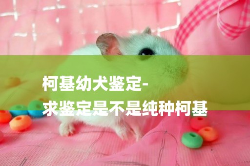 柯基幼犬鑒定-
求鑒定是不是純種柯基