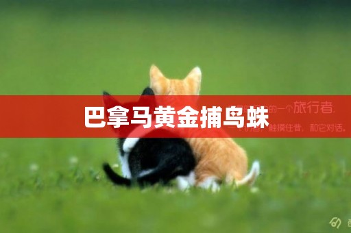 巴拿馬黃金捕鳥蛛