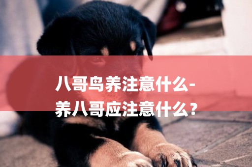 八哥鳥養注意什么-
養八哥應注意什么？