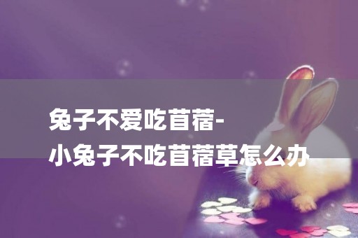 兔子不愛吃苜蓿-
小兔子不吃苜蓿草怎么辦