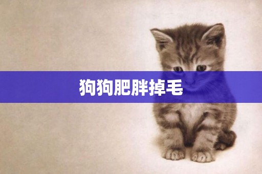 狗狗肥胖掉毛