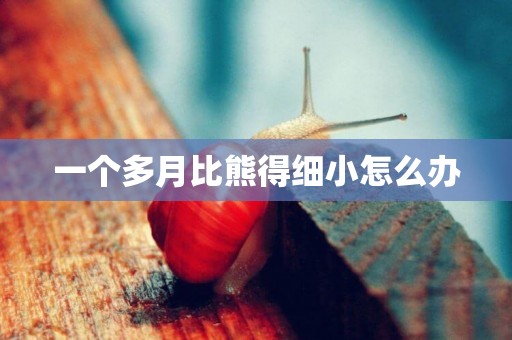 一個多月比熊得細小怎么辦