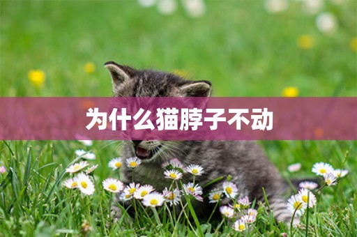 為什么貓脖子不動