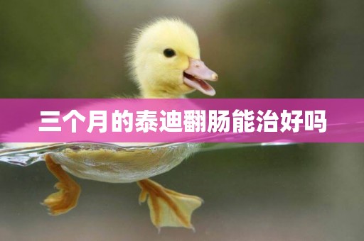 三個月的泰迪翻腸能治好嗎