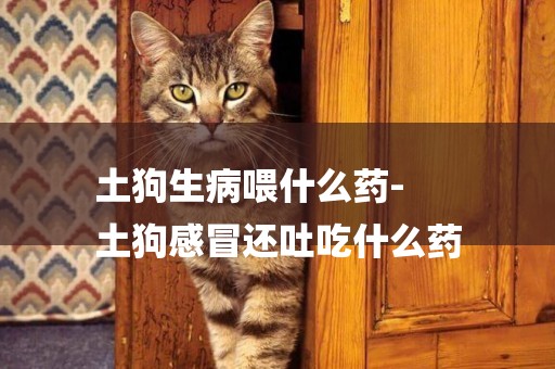 土狗生病喂什么藥-
土狗感冒還吐吃什么藥