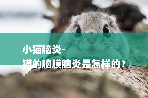 小貓腦炎-
貓的腦膜腦炎是怎樣的？
