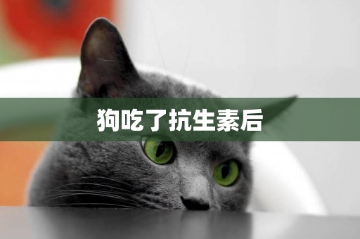 狗吃了抗生素后