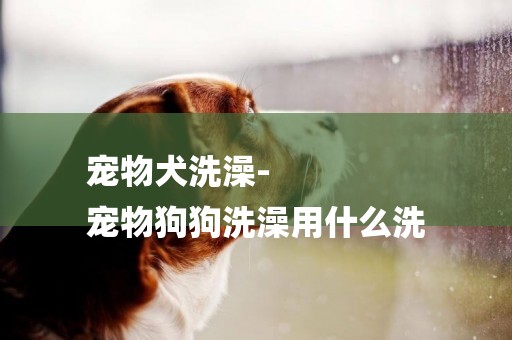 寵物犬洗澡-
寵物狗狗洗澡用什么洗