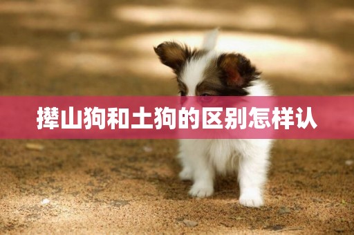 攆山狗和土狗的區別怎樣認