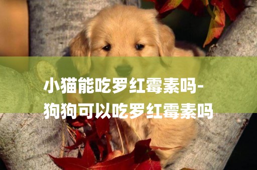 小貓能吃羅紅霉素嗎-
狗狗可以吃羅紅霉素嗎