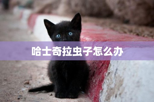 哈士奇拉蟲子怎么辦