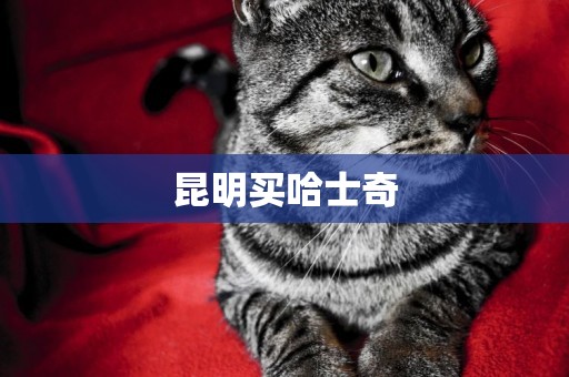 昆明買哈士奇