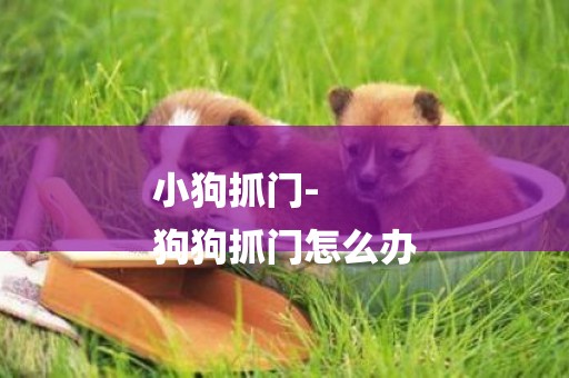 小狗抓門-
狗狗抓門怎么辦