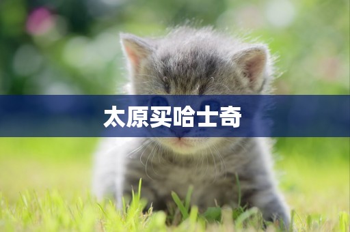 太原買哈士奇 