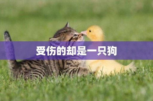受傷的卻是一只狗