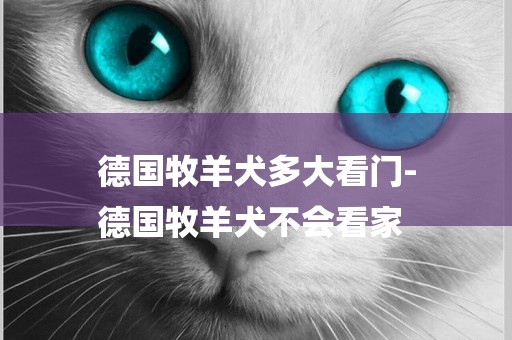 德國牧羊犬多大看門-
德國牧羊犬不會看家