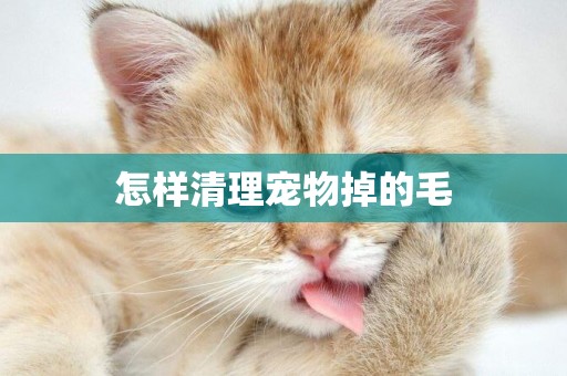 怎樣清理寵物掉的毛