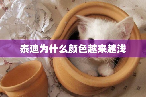 泰迪為什么顏色越來越淺