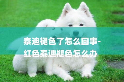 泰迪褪色了怎么回事-
紅色泰迪褪色怎么辦
