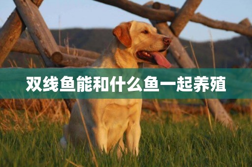 雙線魚能和什么魚一起養殖
