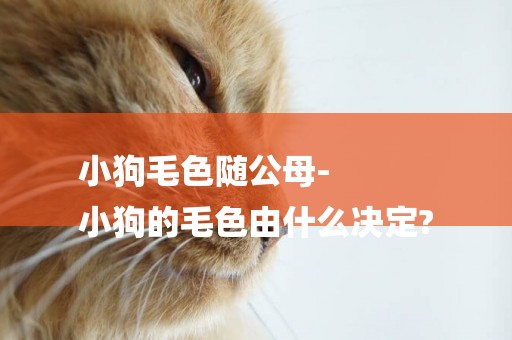 小狗毛色隨公母-
小狗的毛色由什么決定?