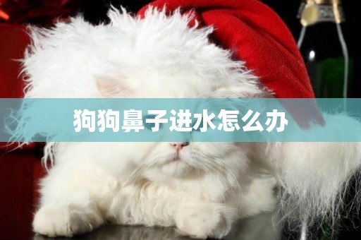 狗狗鼻子進水怎么辦